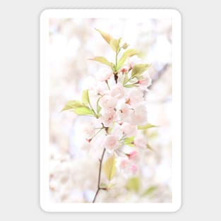 Spring Apple Tree Flower Blossoms Magnet